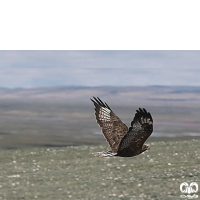 گونه سارگپه کوهی Upland Buzzard